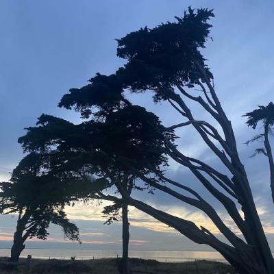 Sous ce bel arbre